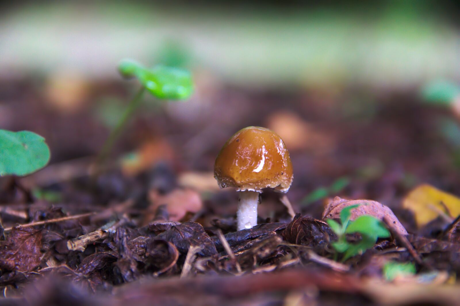 Canon EOS 60D sample photo. Fungus, nature, earth photography