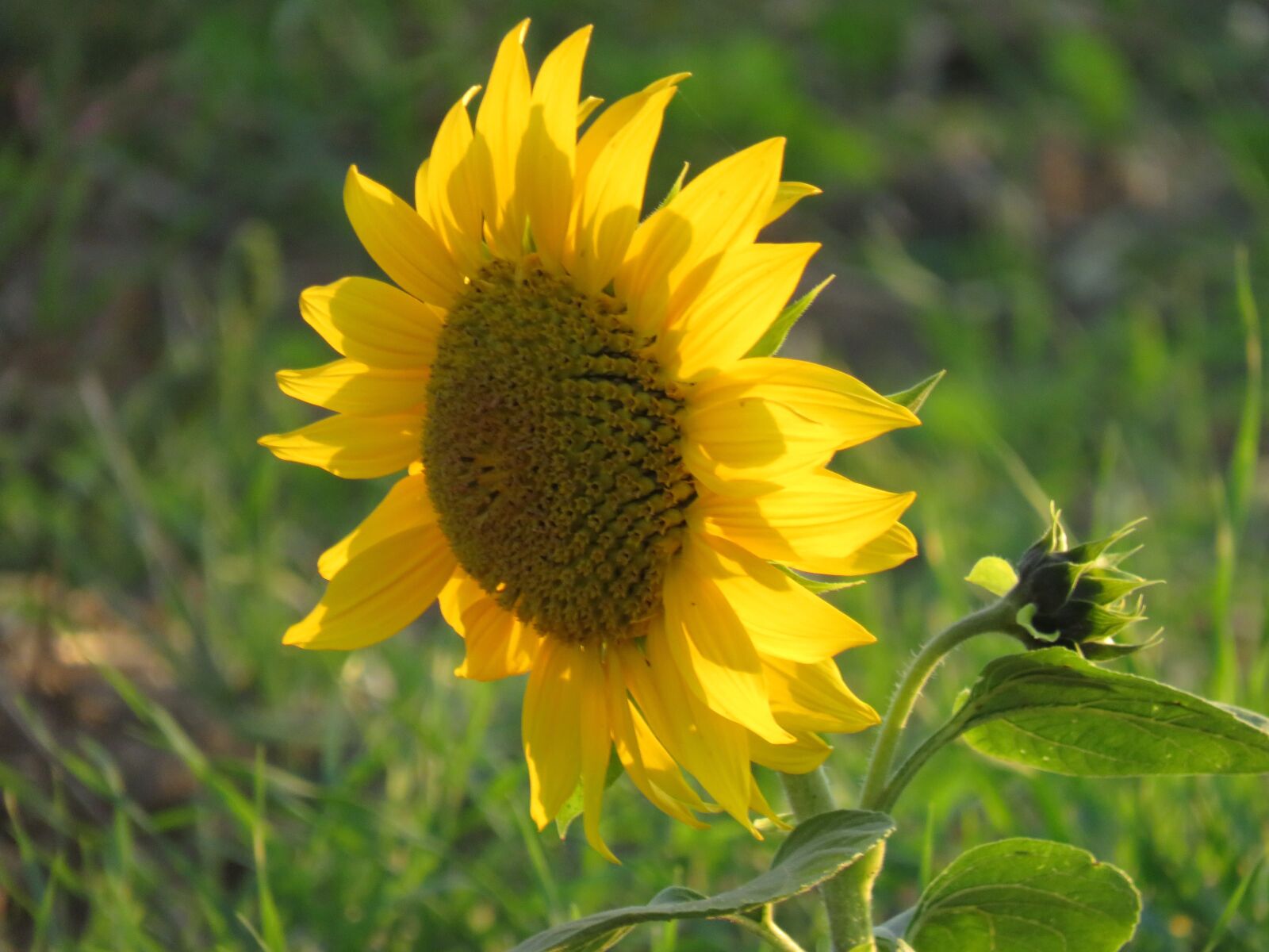 Canon PowerShot SX540 HS sample photo. Sunflower, summer, yellow photography