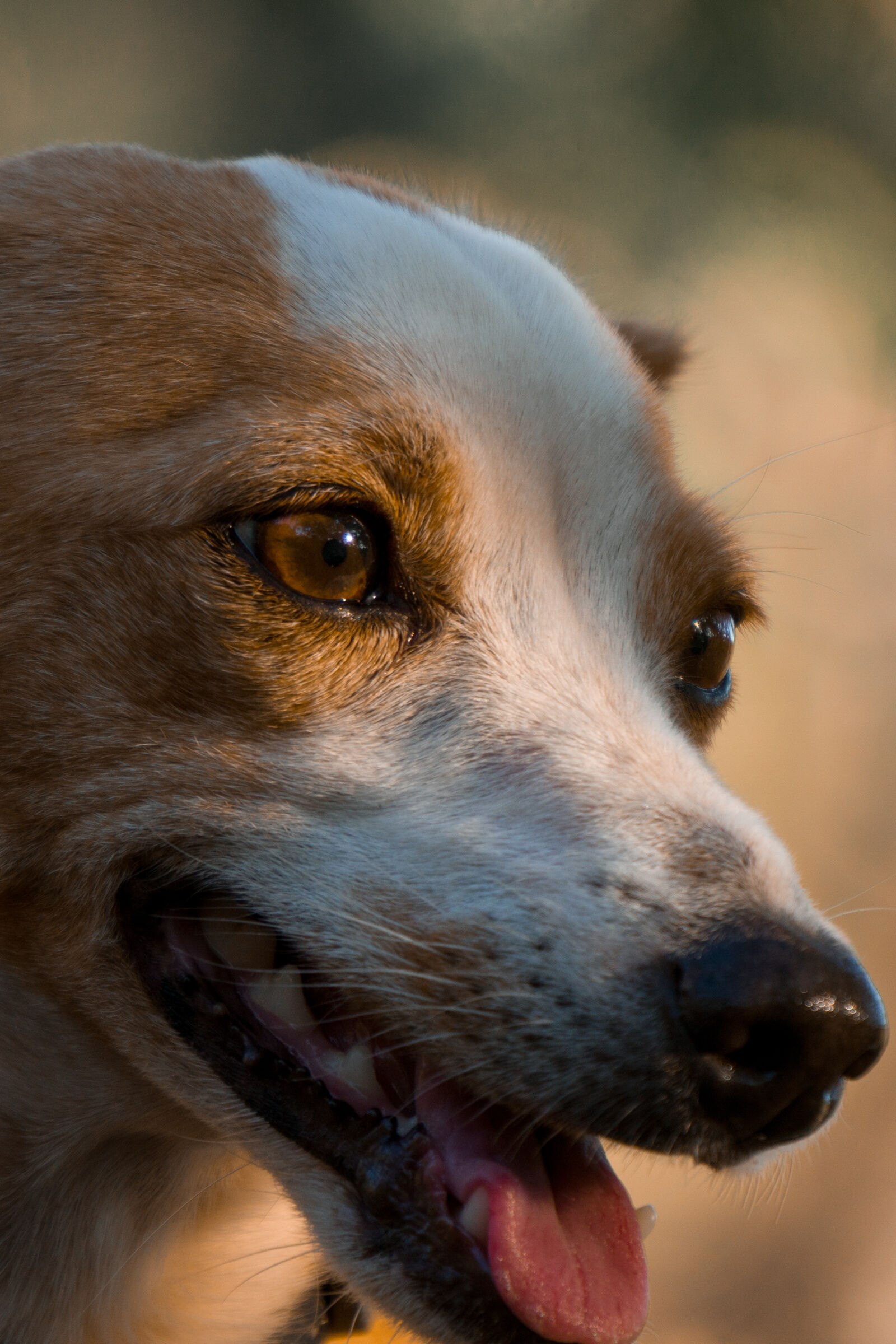 Sony E 55-210mm F4.5-6.3 OSS sample photo. Catulé dog photography
