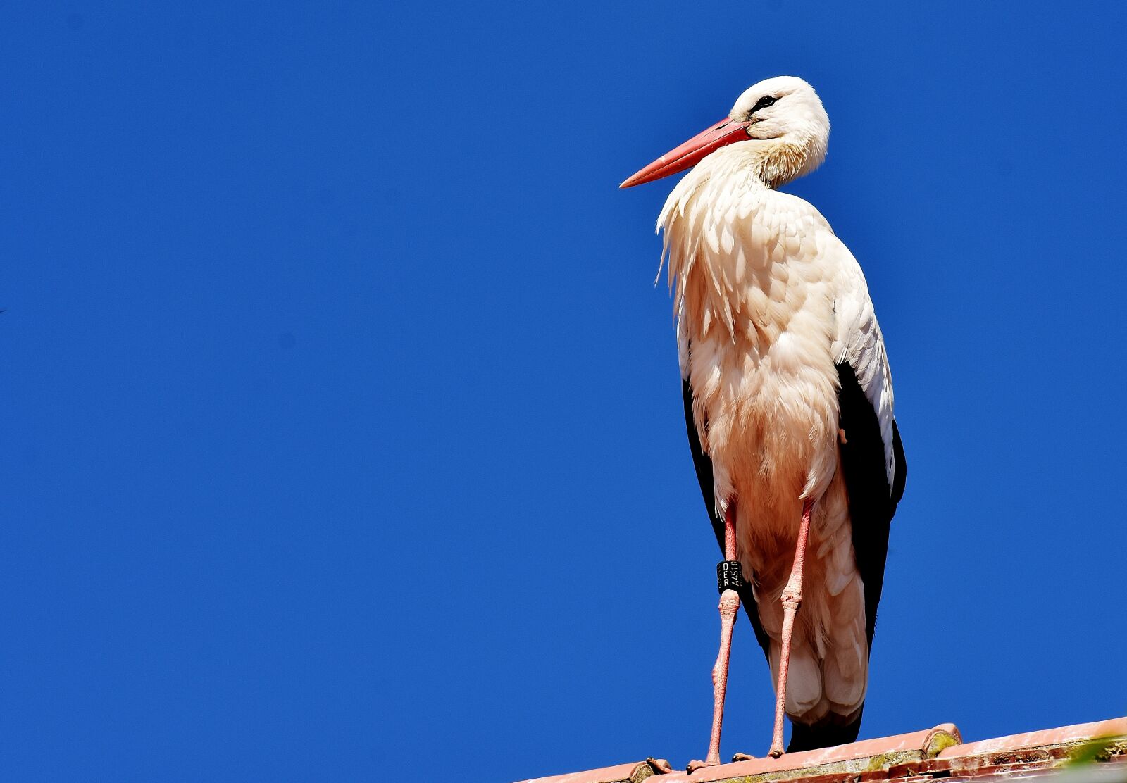 Nikon D7200 sample photo. Stork, bird, flying photography