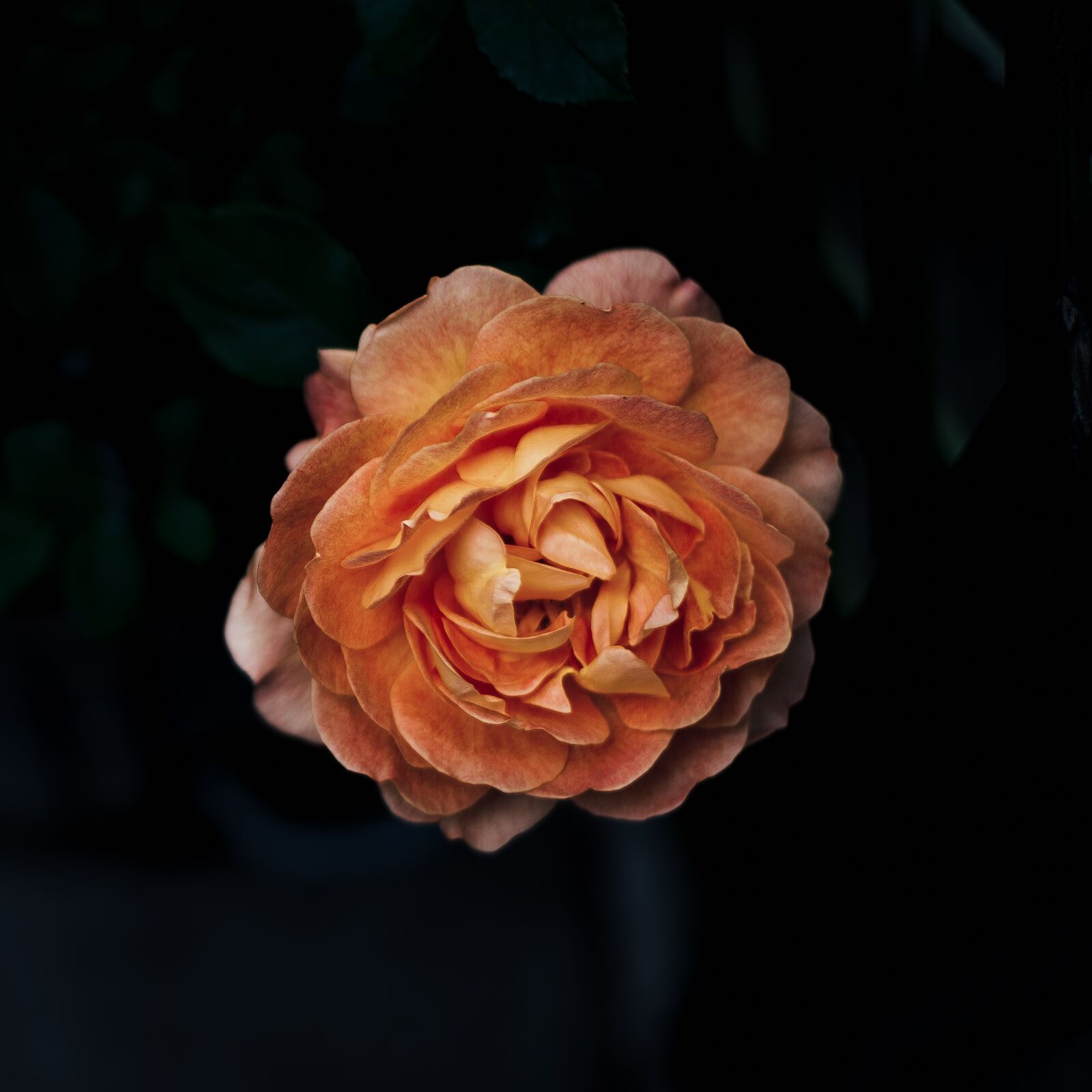 Nikon D4S sample photo. Bloom, blossom, flora photography