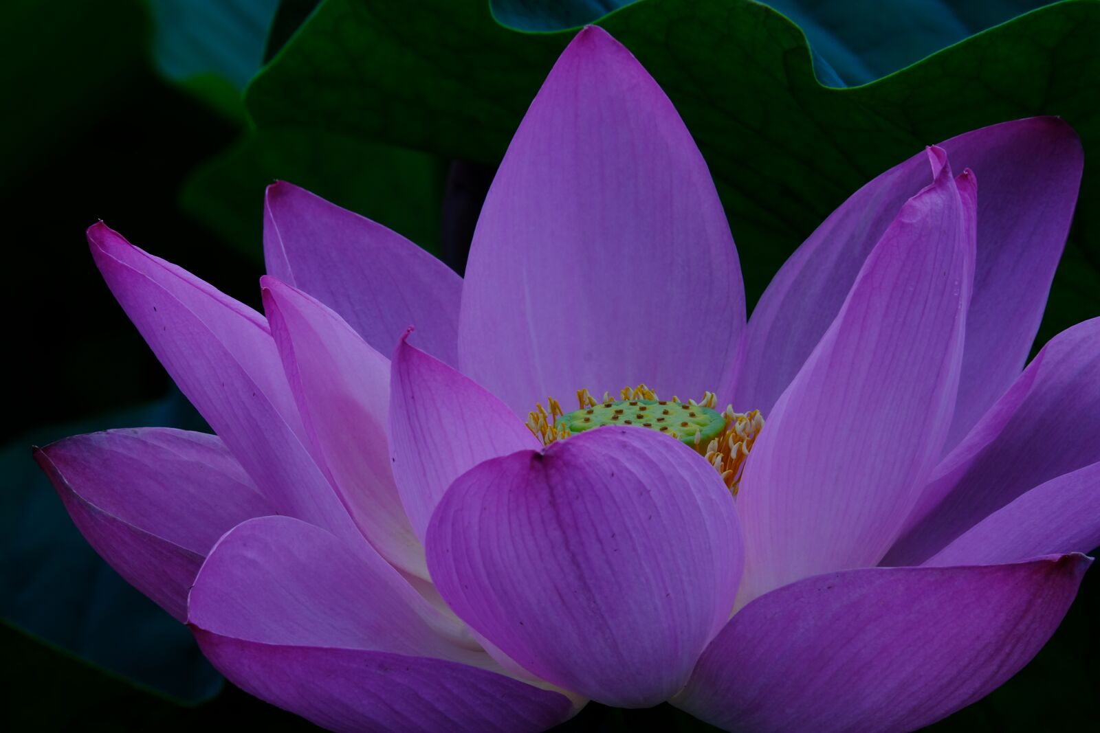 Fujifilm X-T20 + Fujifilm XC 50-230mm F4.5-6.7 OIS II sample photo. Flowers, plant, lotus photography