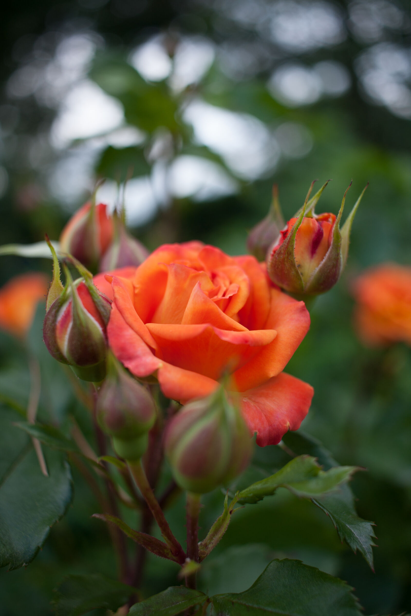 Canon EOS 40D sample photo