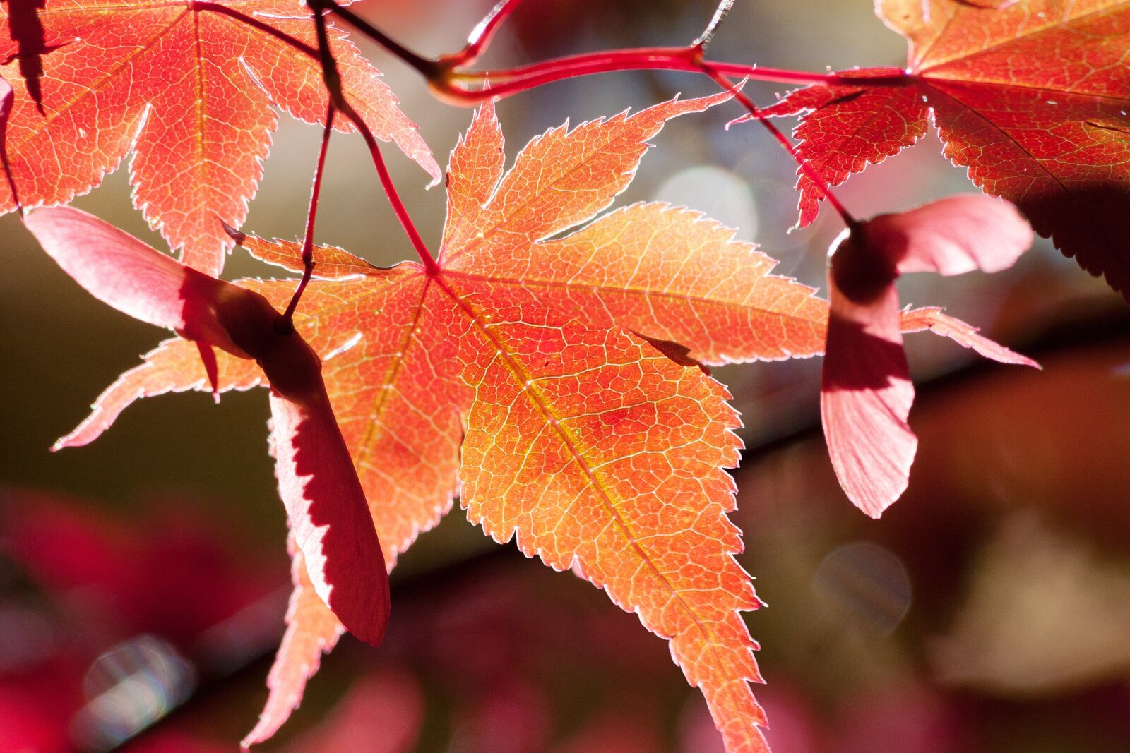 Canon EOS 50D sample photo. Maple, autumn, leaf photography