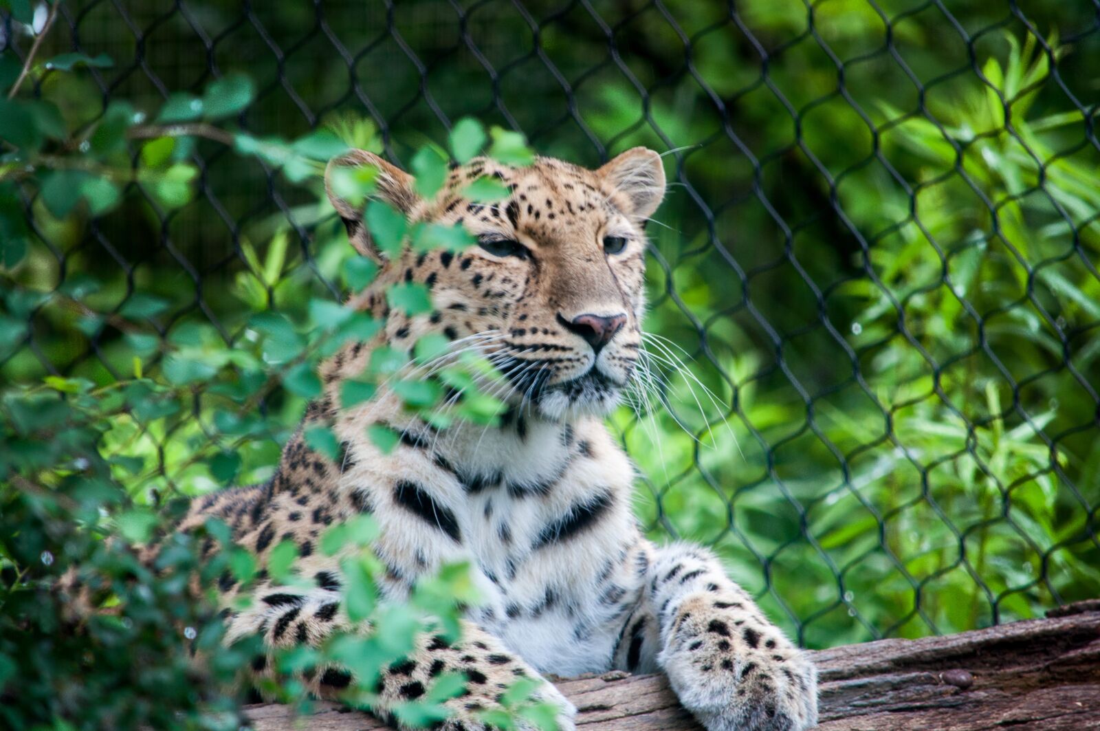 Nikon D5000 sample photo. Big cats, zoo, animal photography