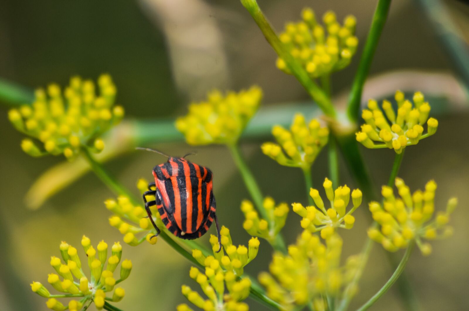 Nikon D90 sample photo. Bug, stink bug, stripes photography