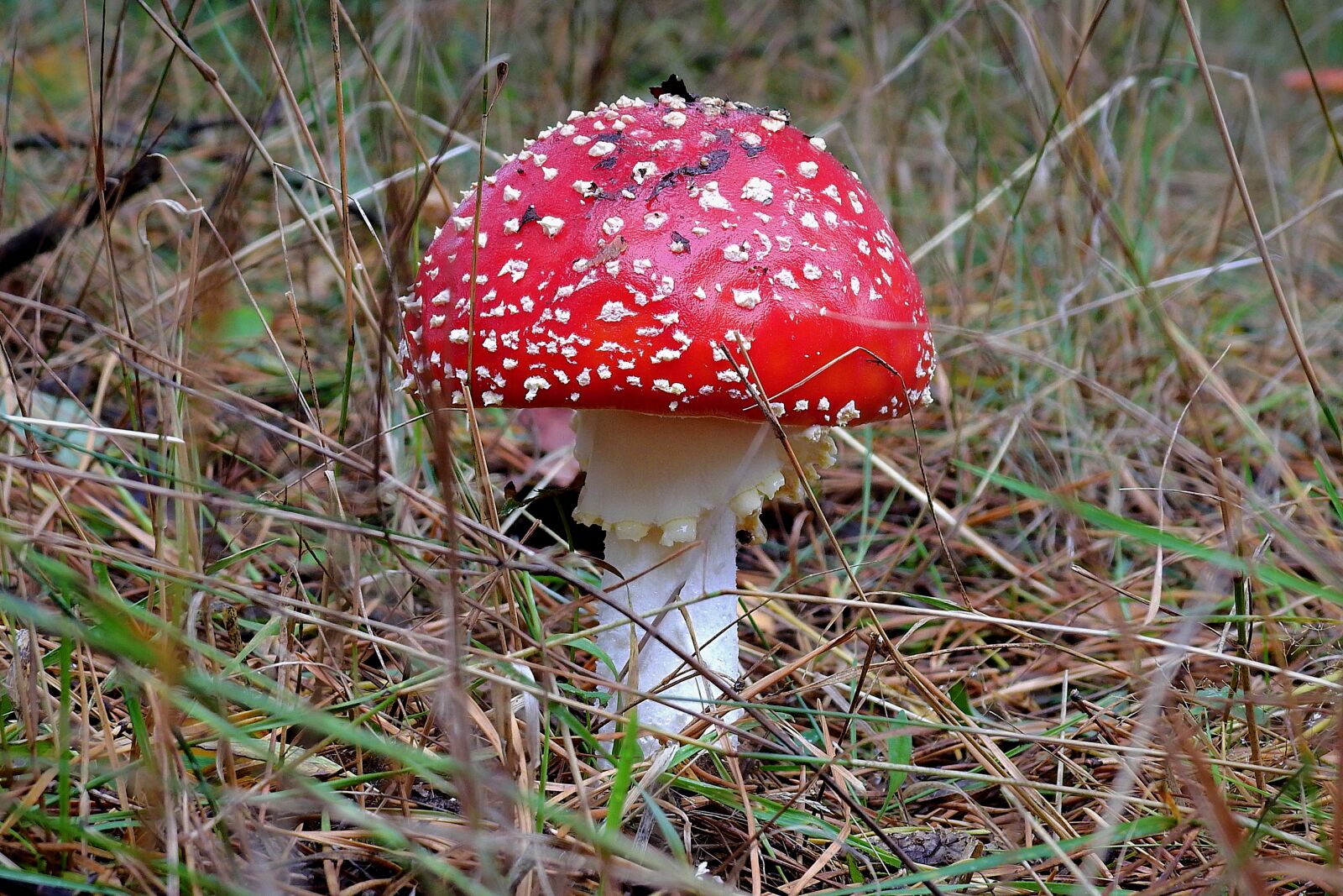 Nikon Coolpix P900 sample photo. Amanita, mushroom, poisonous photography