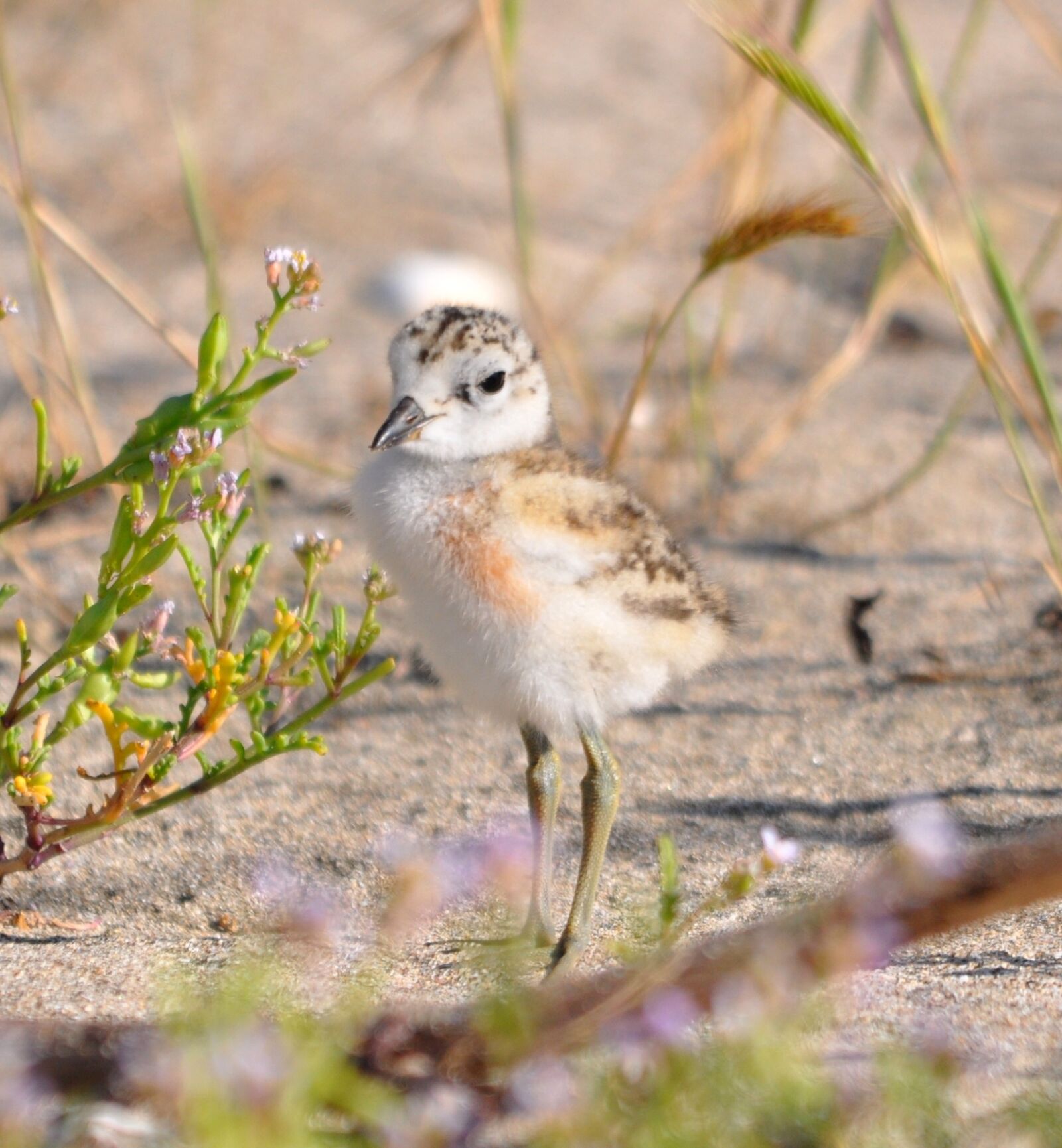 Nikon D90 sample photo. Dotterel chick, new zealand photography