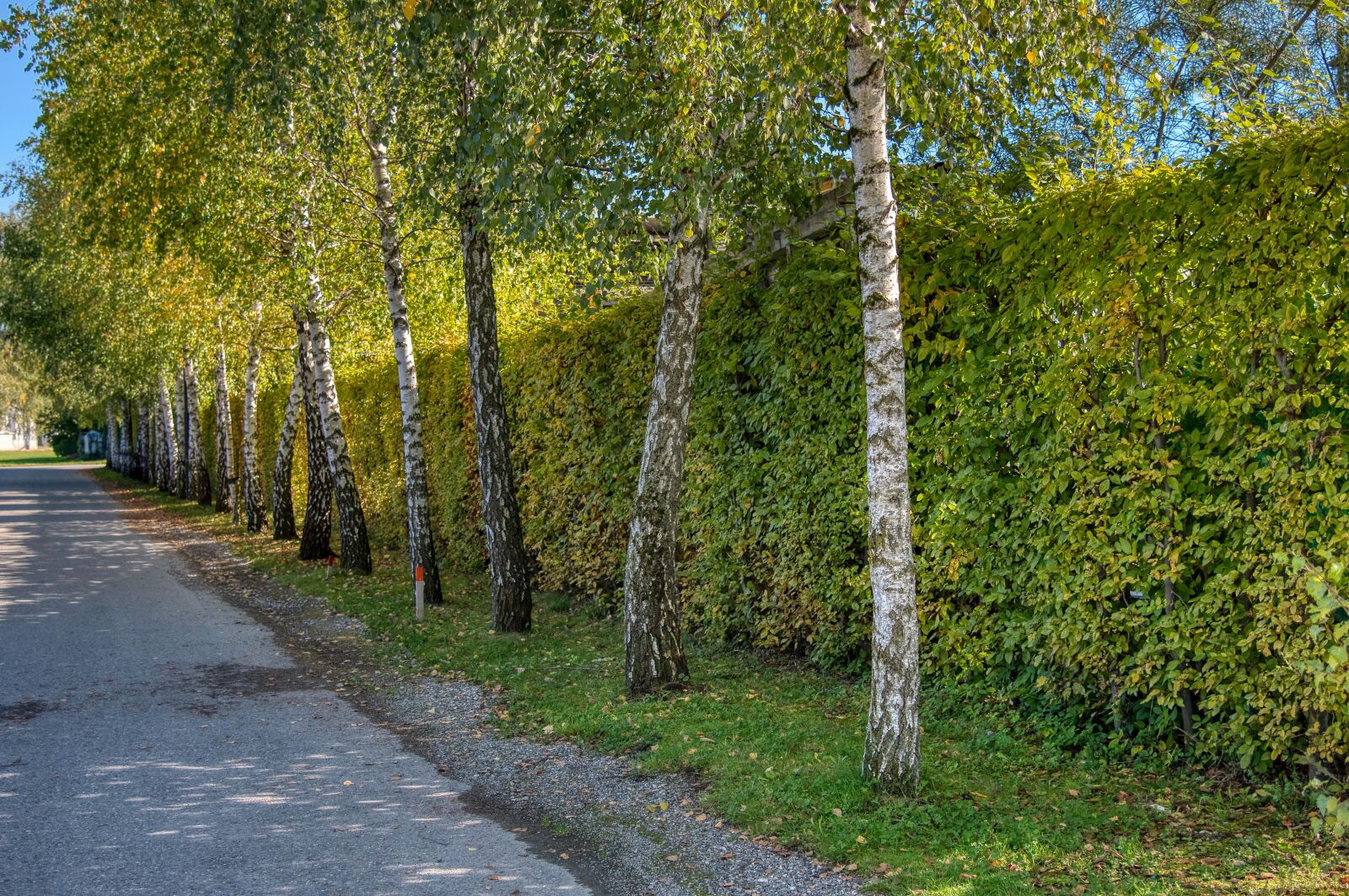 Nikon D750 sample photo. Road, away, wayside photography