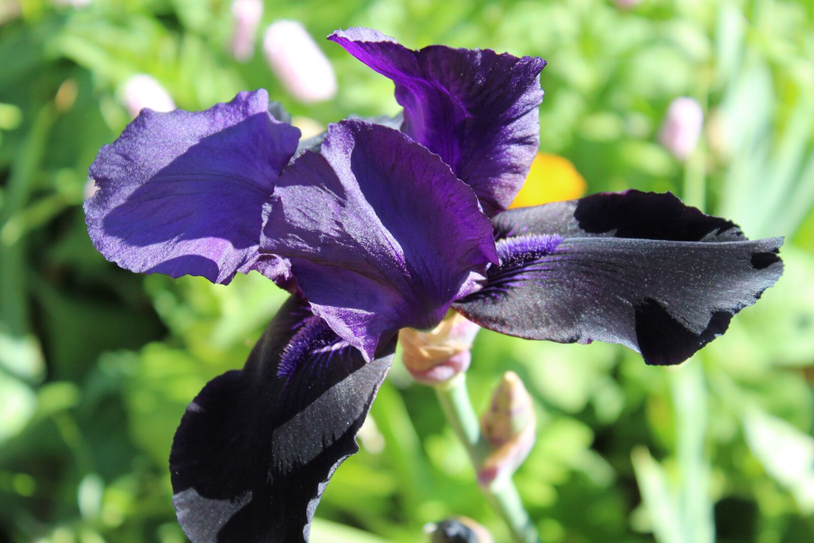 Canon EOS 1200D (EOS Rebel T5 / EOS Kiss X70 / EOS Hi) sample photo. Bearded iris, purple, black photography