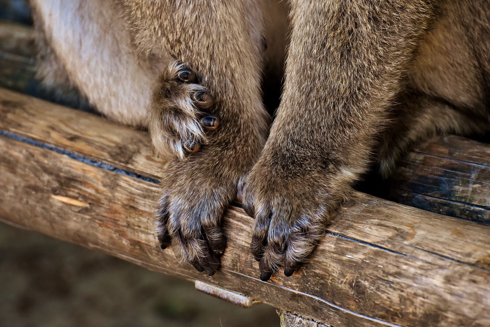 Nikon D7200 sample photo. Barbary ape, hands, feet photography