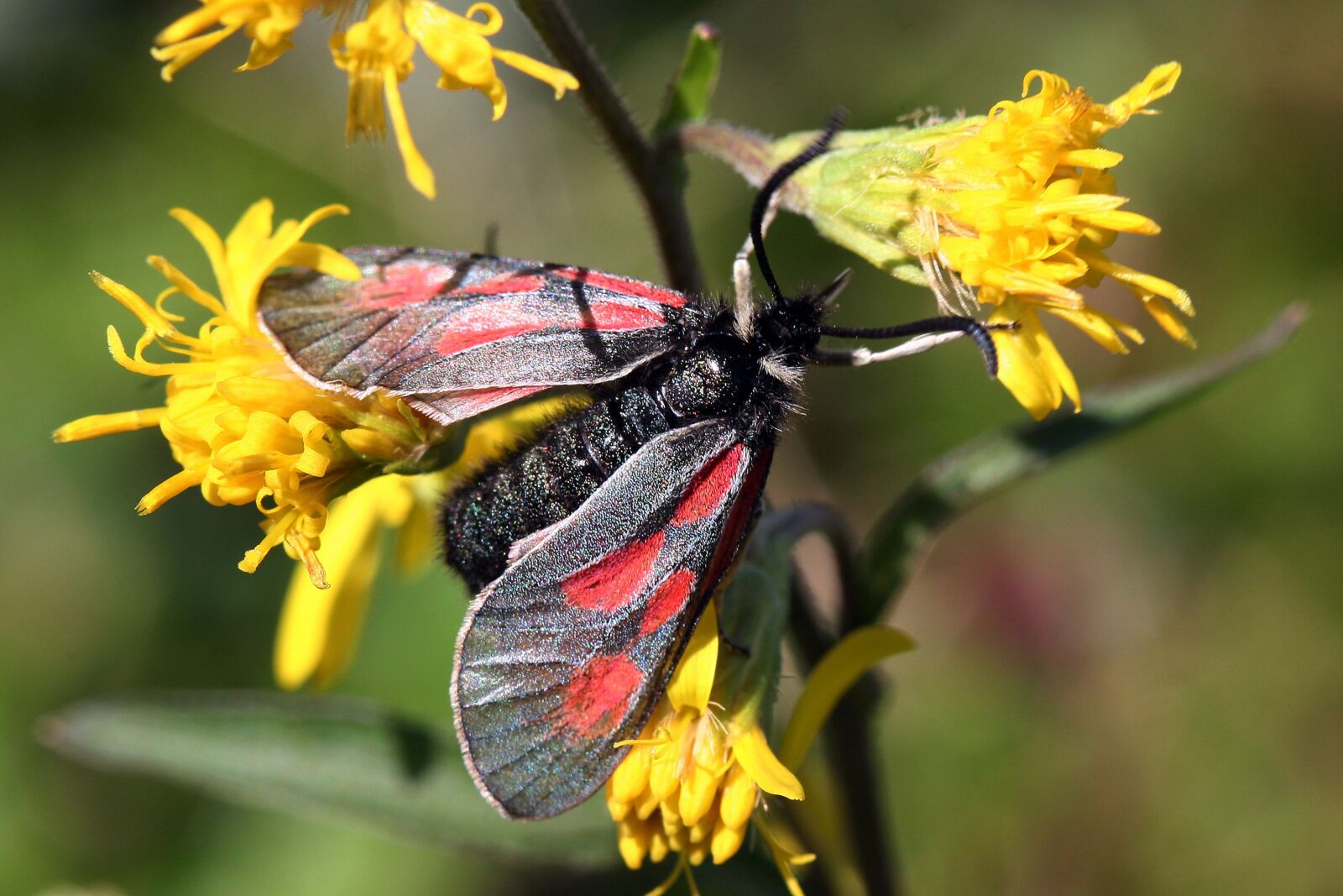 Canon EOS 20D sample photo. The insect, the nature photography