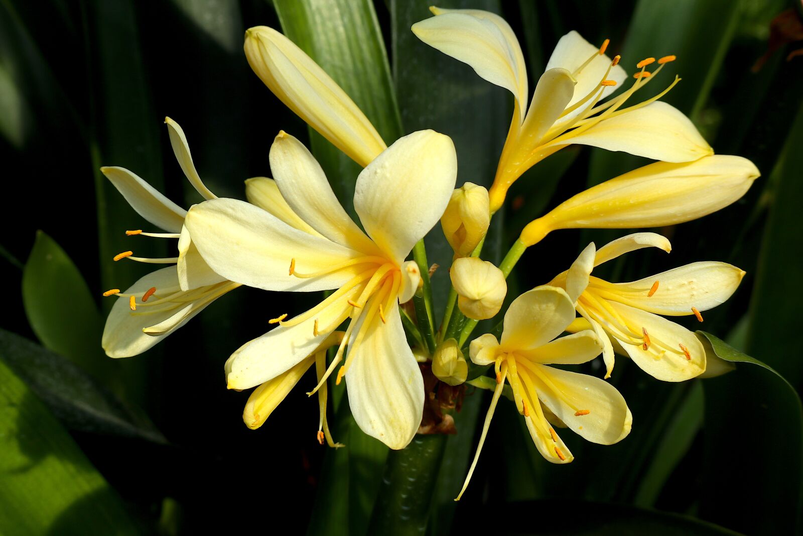 Canon EOS M100 + Canon EF-M 55-200mm F4.5-6.3 IS STM sample photo. Flower, yellow, exotic photography