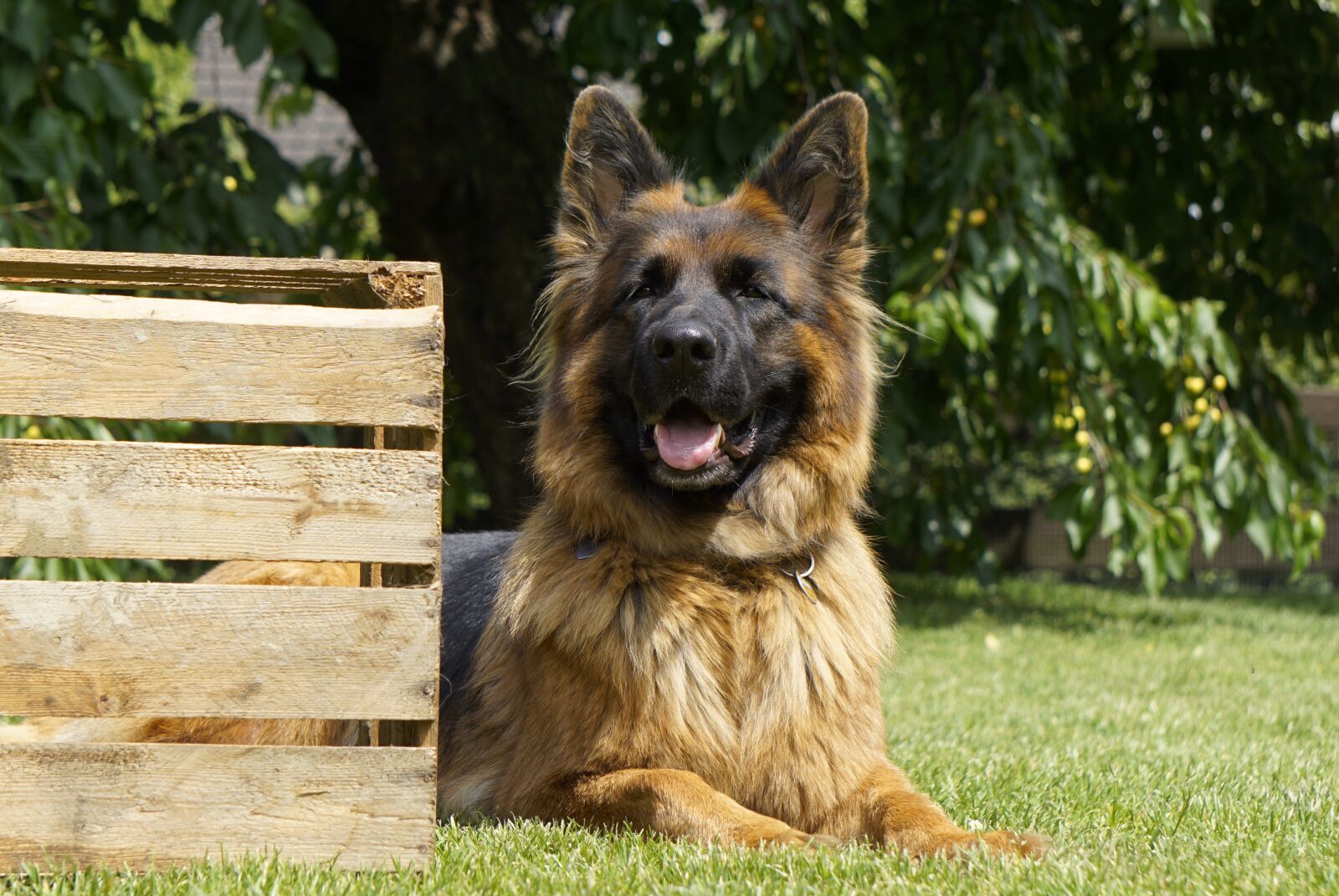 Sony E 55-210mm F4.5-6.3 OSS sample photo. Sch fer dog, dog photography