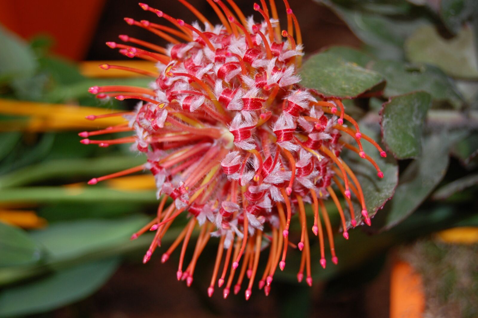 Nikon D40 sample photo. Nature, plant, flower photography