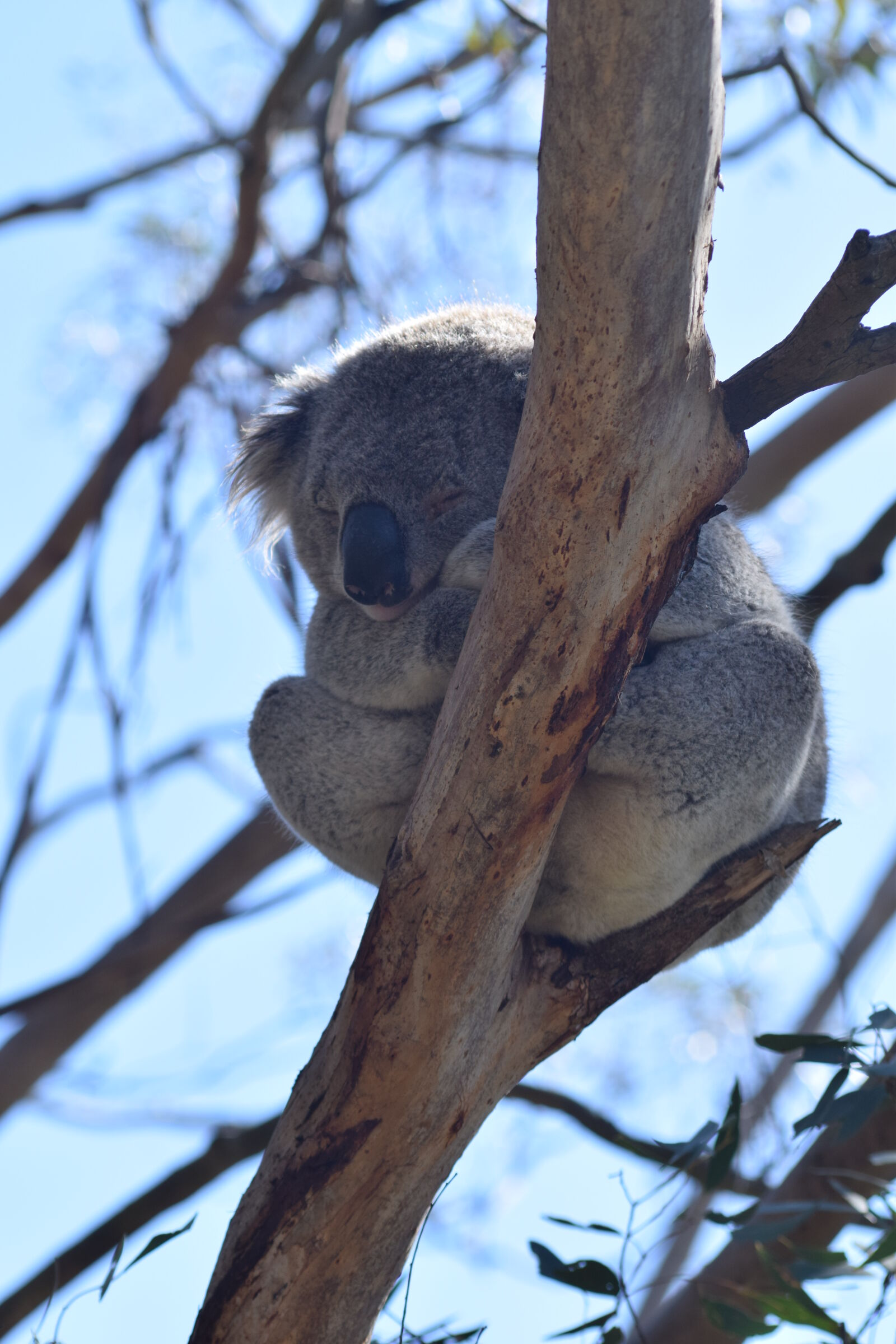 AF Nikkor 70-210mm f/4-5.6 sample photo. Koala photography