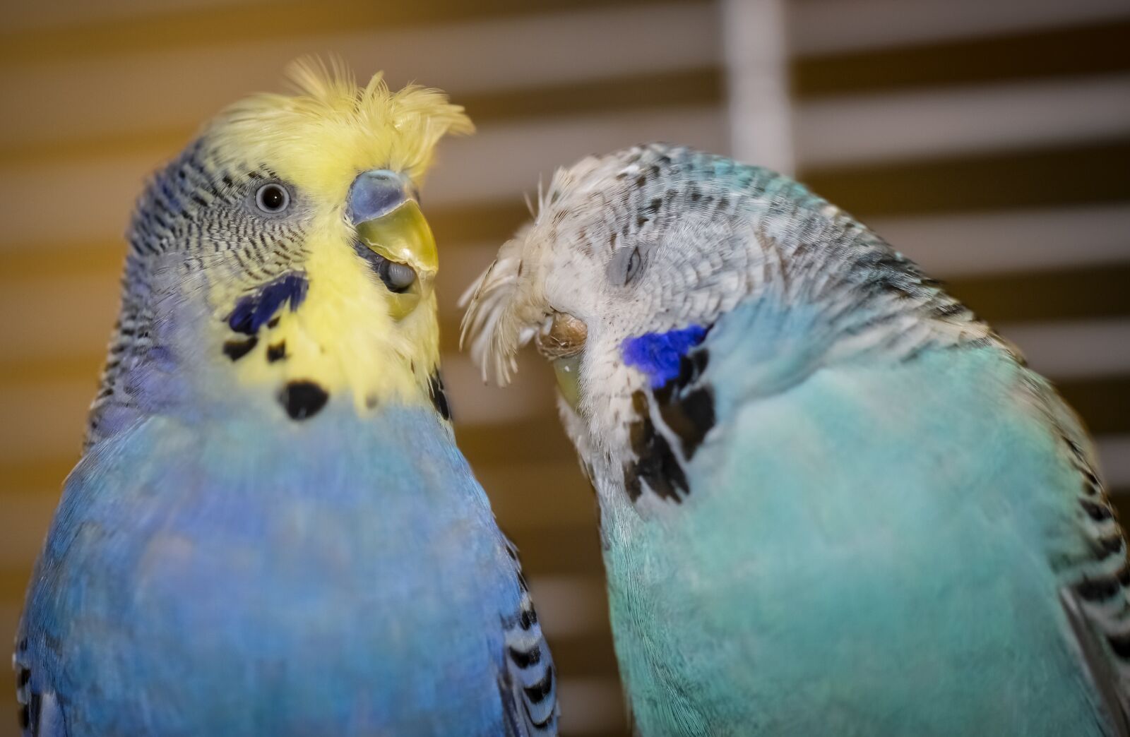 Nikon D610 sample photo. Budgie, bird, parrot photography