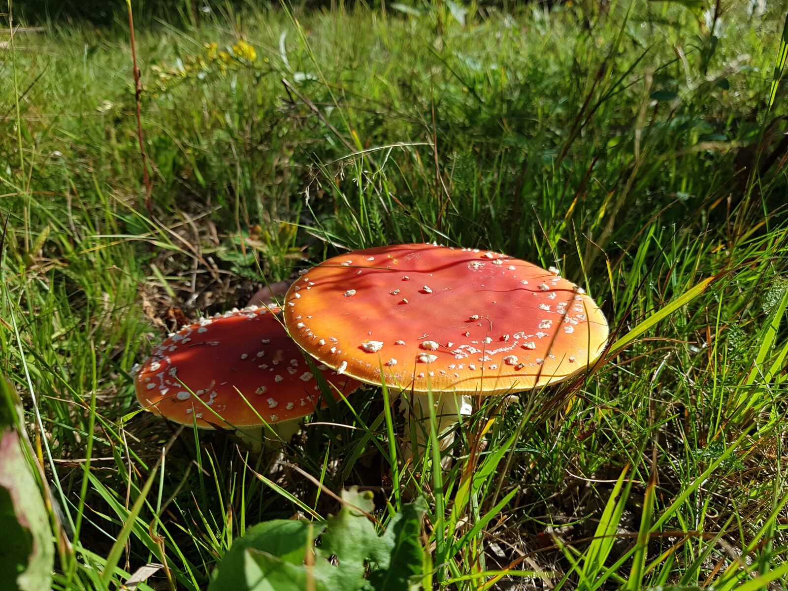 Samsung Galaxy S7 sample photo. Mushroom, toadstool, nature photography