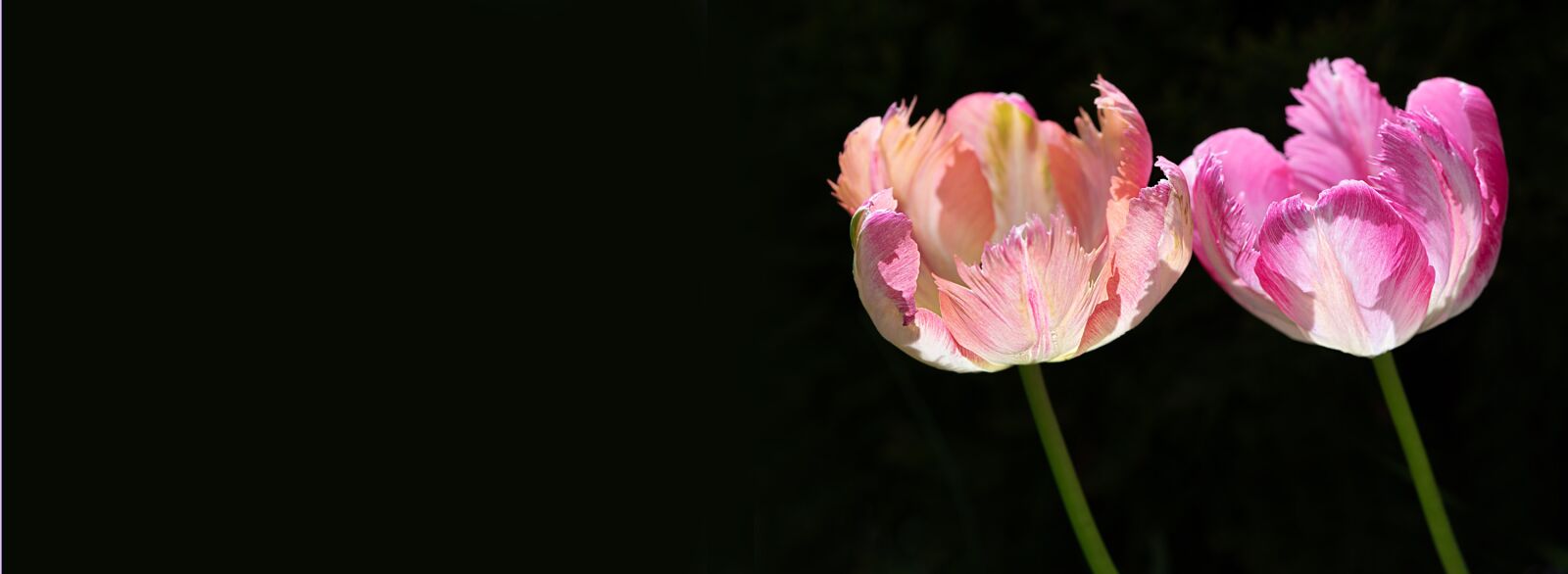 Nikon D750 sample photo. Tulips, two, two tulips photography