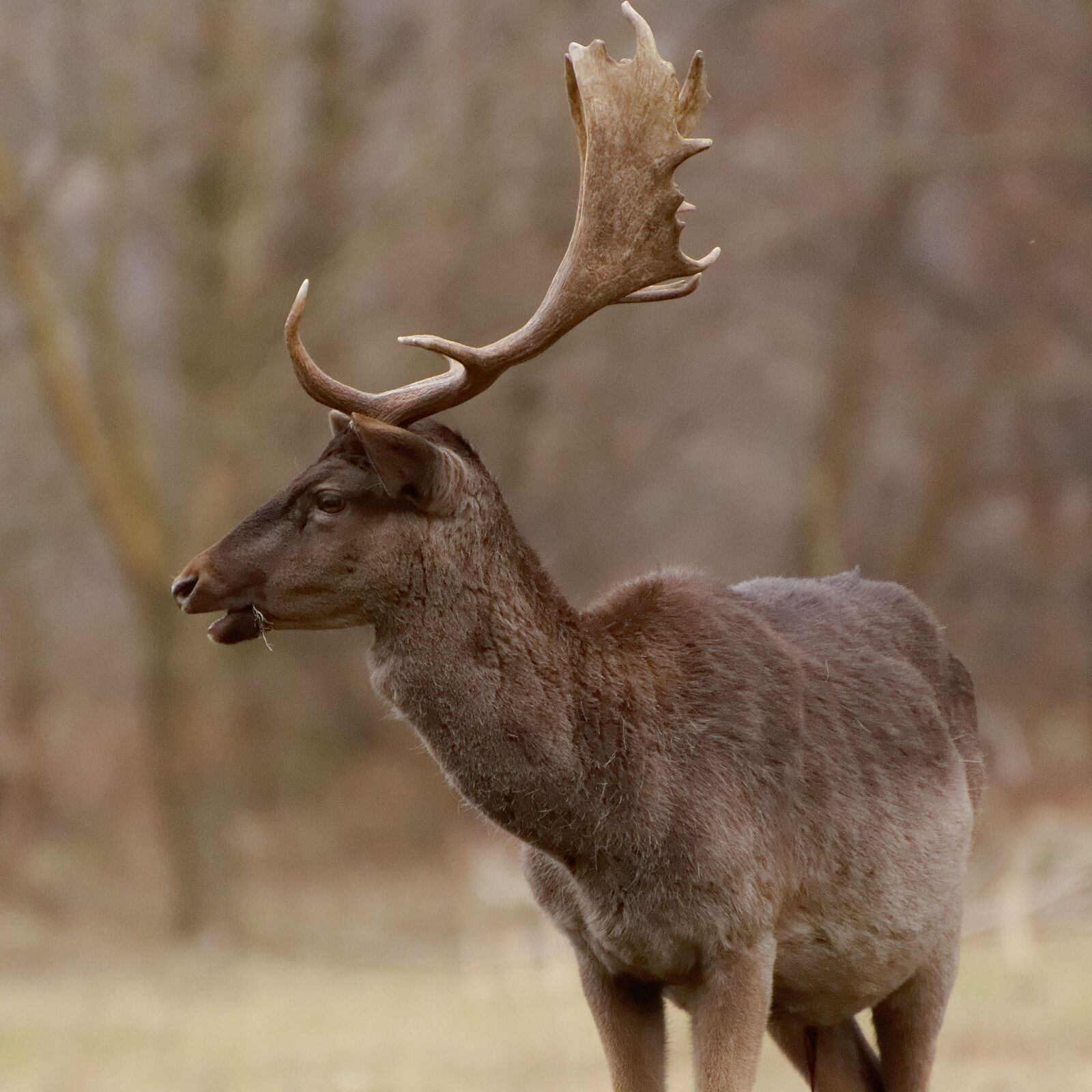 Nikon D90 sample photo. Cervidae, animal, cuckold photography