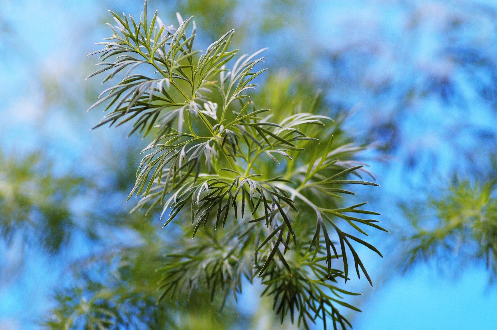 Sony SLT-A58 sample photo. Dill, fresh, herb photography