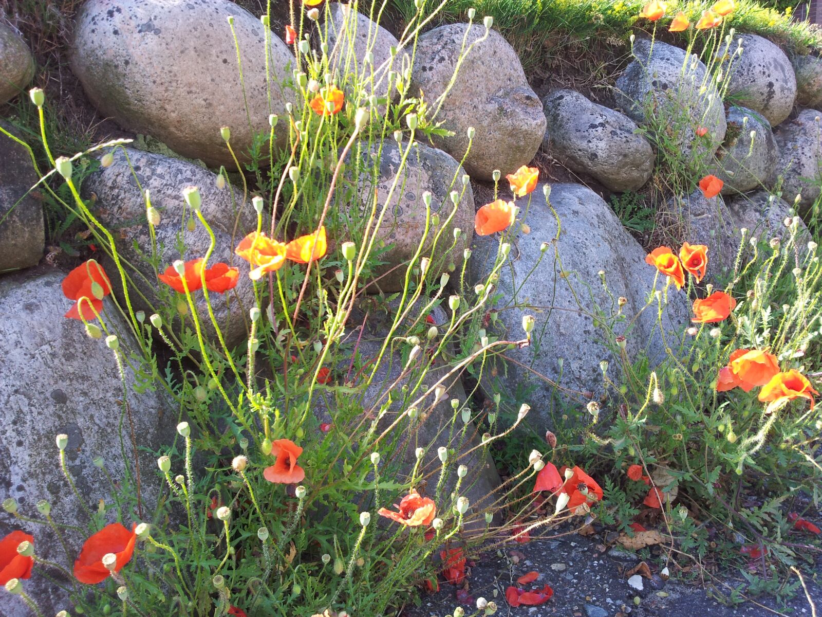Samsung Galaxy Note sample photo. Poppy, wild herbs, stones photography