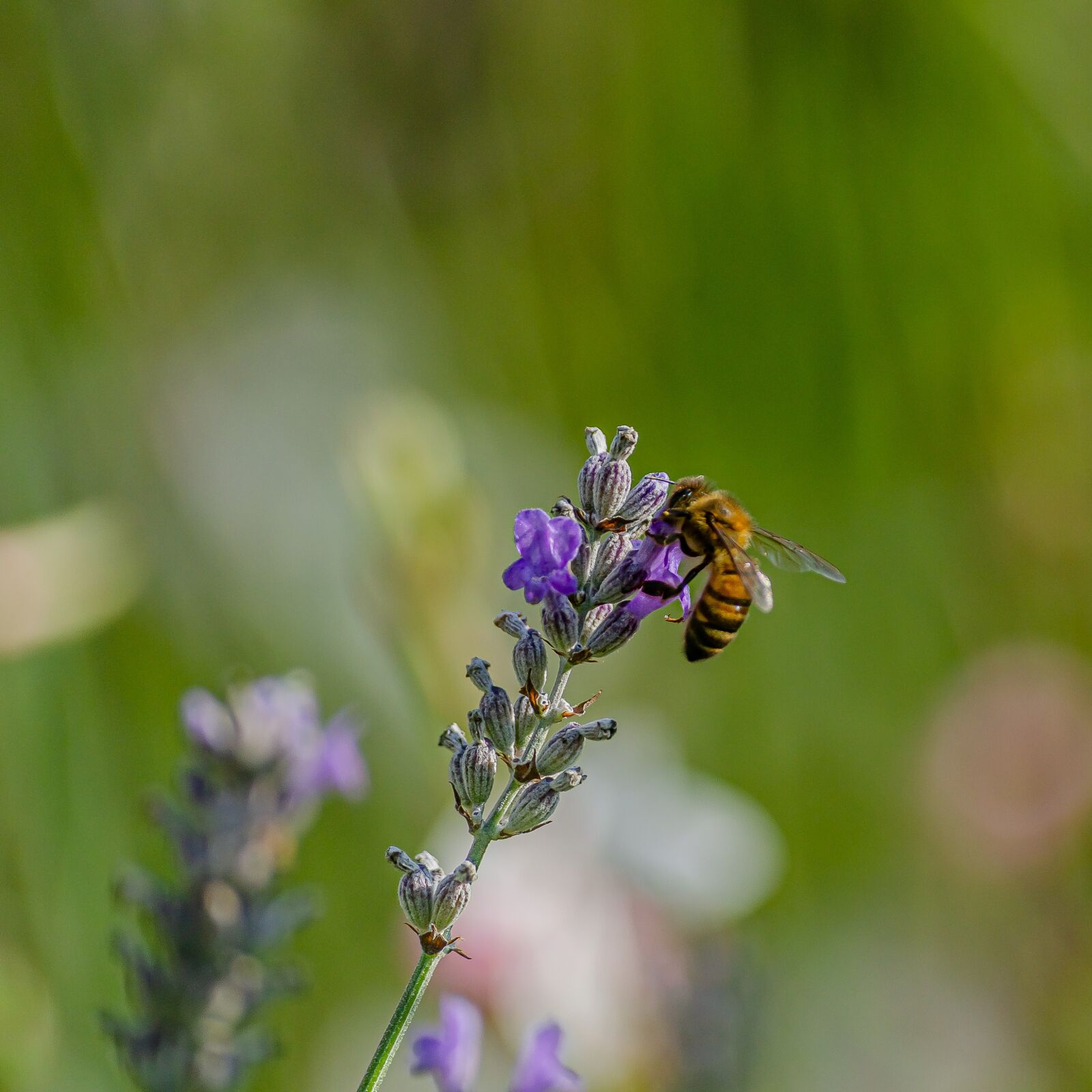 Nikon D7000 sample photo. Bee, tigist, lavender photography