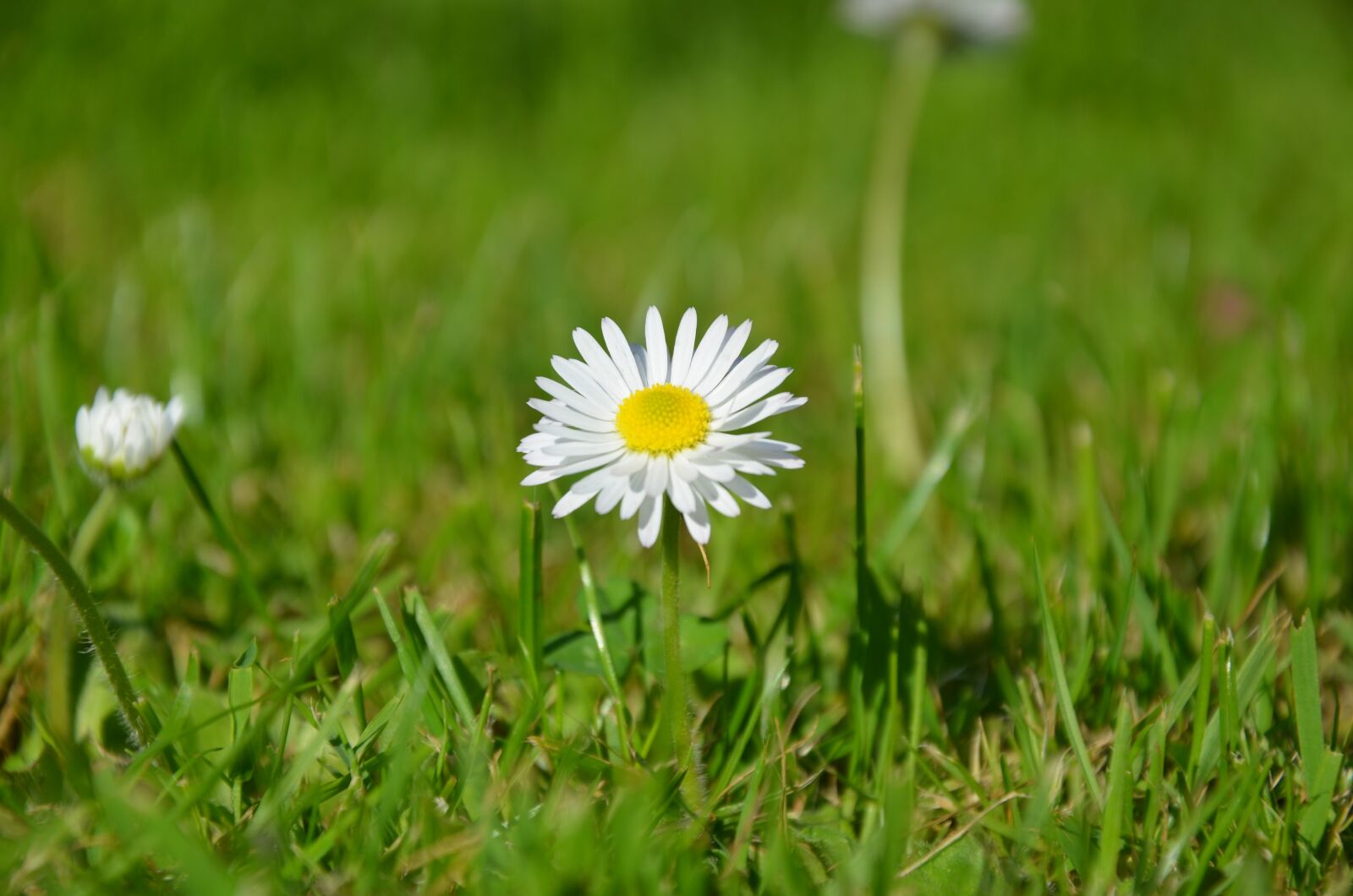 Nikon D5100 sample photo. Daisy, meadow, nature photography