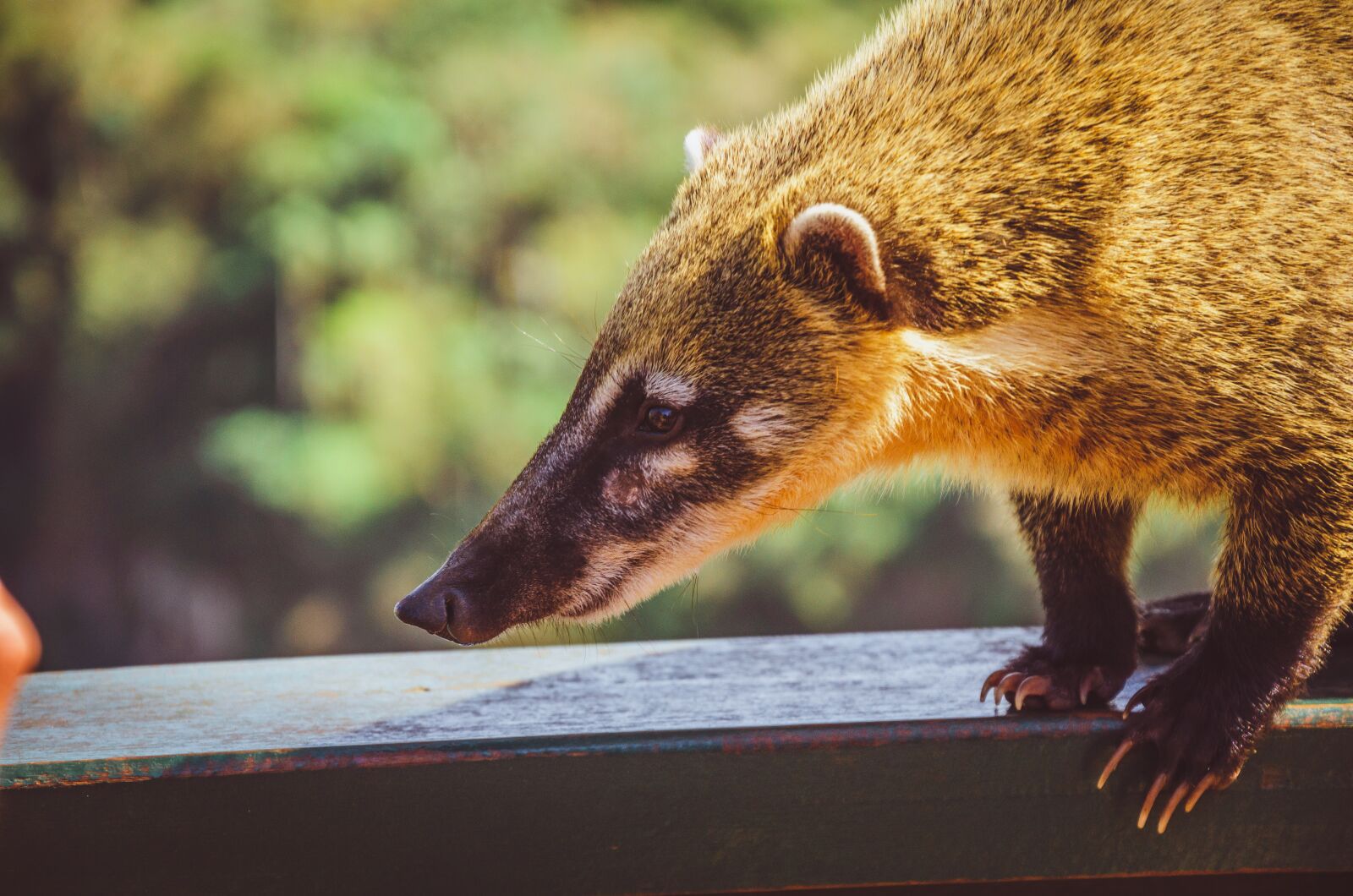 Nikon D7000 sample photo. Waterfall, coati, cataracts photography