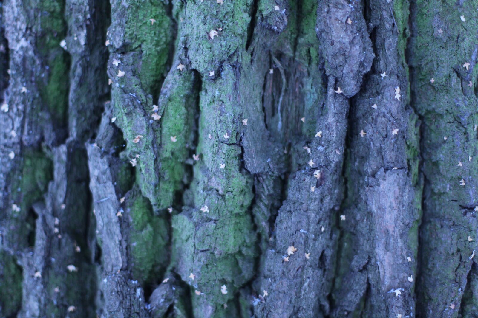 Canon EOS 5D Mark II sample photo. Tree, background, texture photography