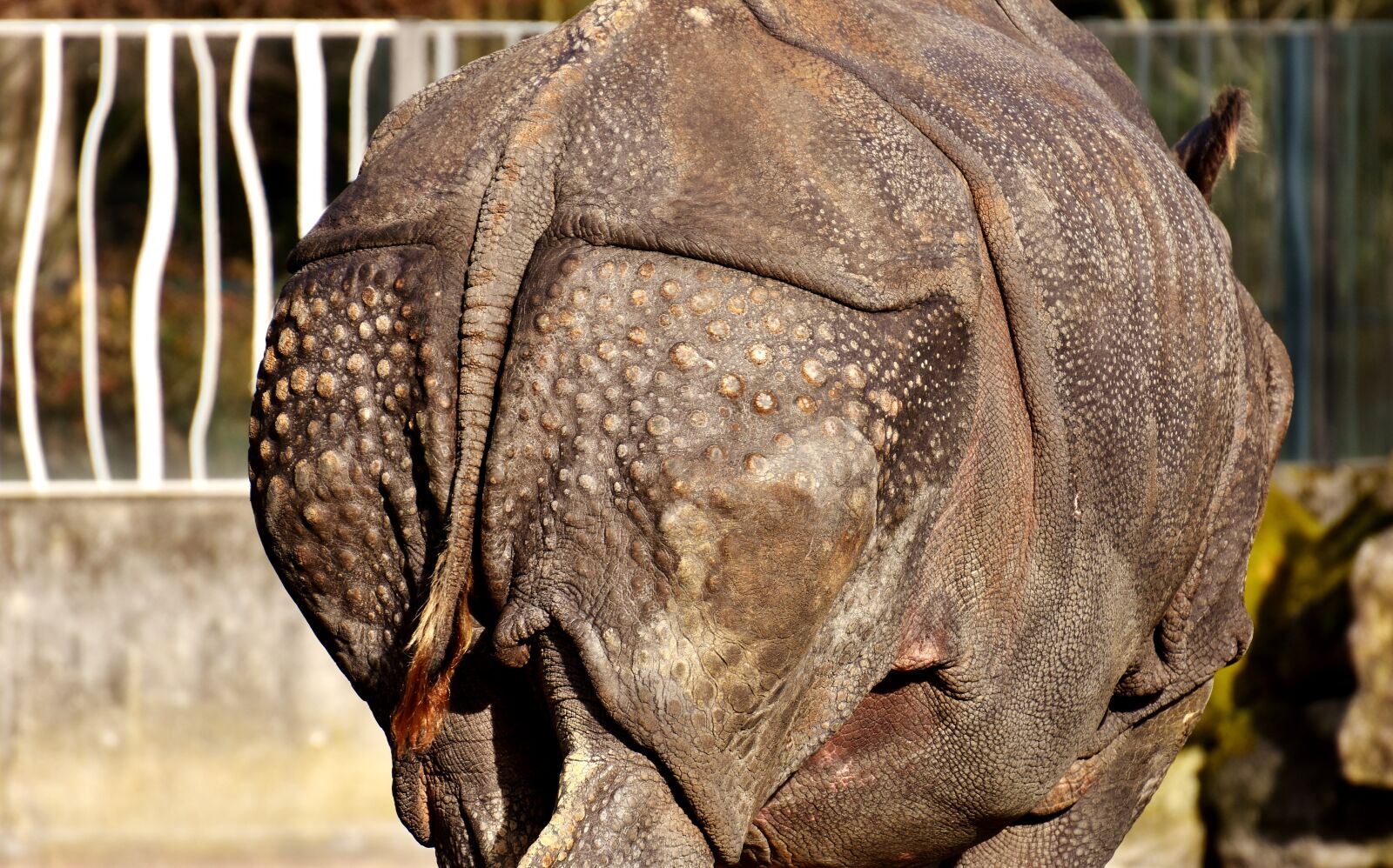 Nikon D7200 sample photo. Rhino, rump, animal photography