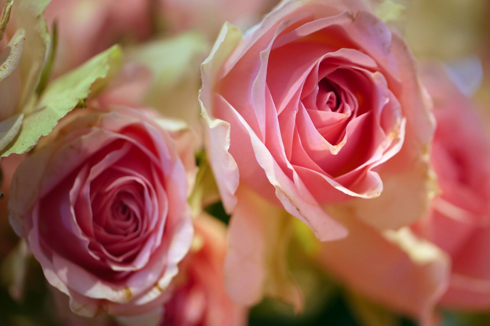 Panasonic Lumix DMC-GX8 sample photo. Rose, flower, petal photography