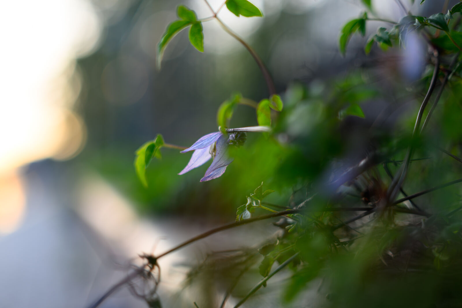 Nikon Z8 sample photo. Bokeh plant photography