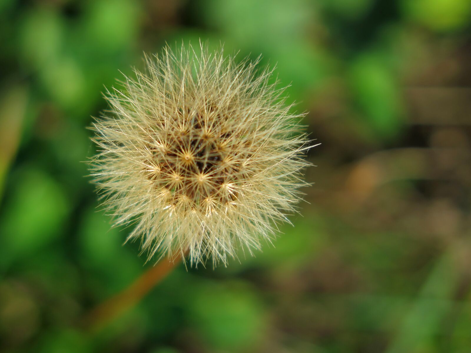 Canon PowerShot G16 sample photo. Dandelion, nature, faded dandelion photography