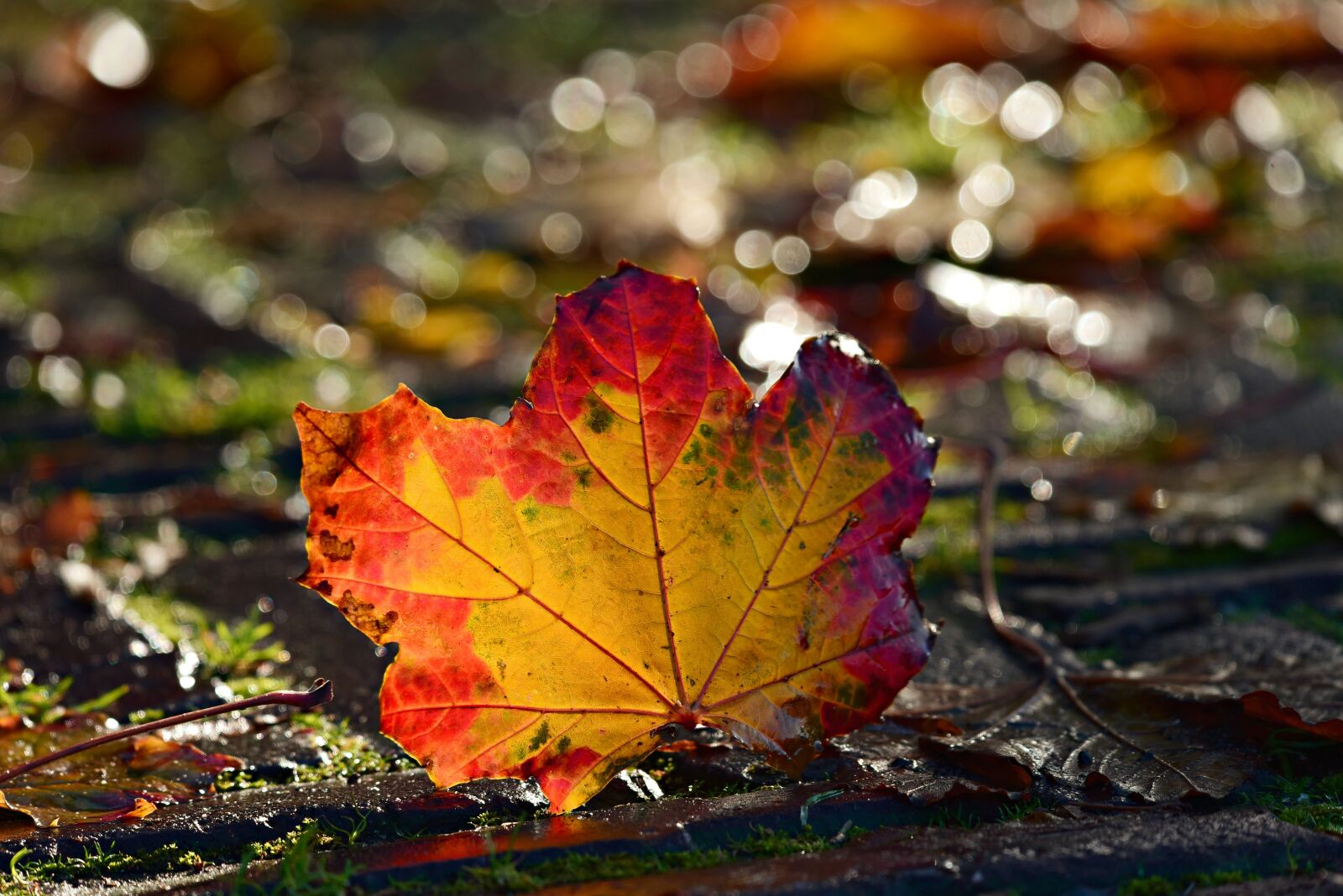 Nikon D750 sample photo. Autumn leaf, colorful, red photography