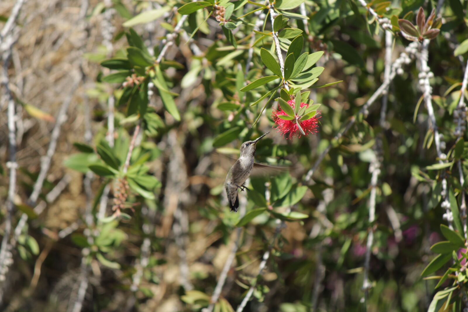 Canon EOS 1300D (EOS Rebel T6 / EOS Kiss X80) sample photo. Humming, bird, bottle brush photography