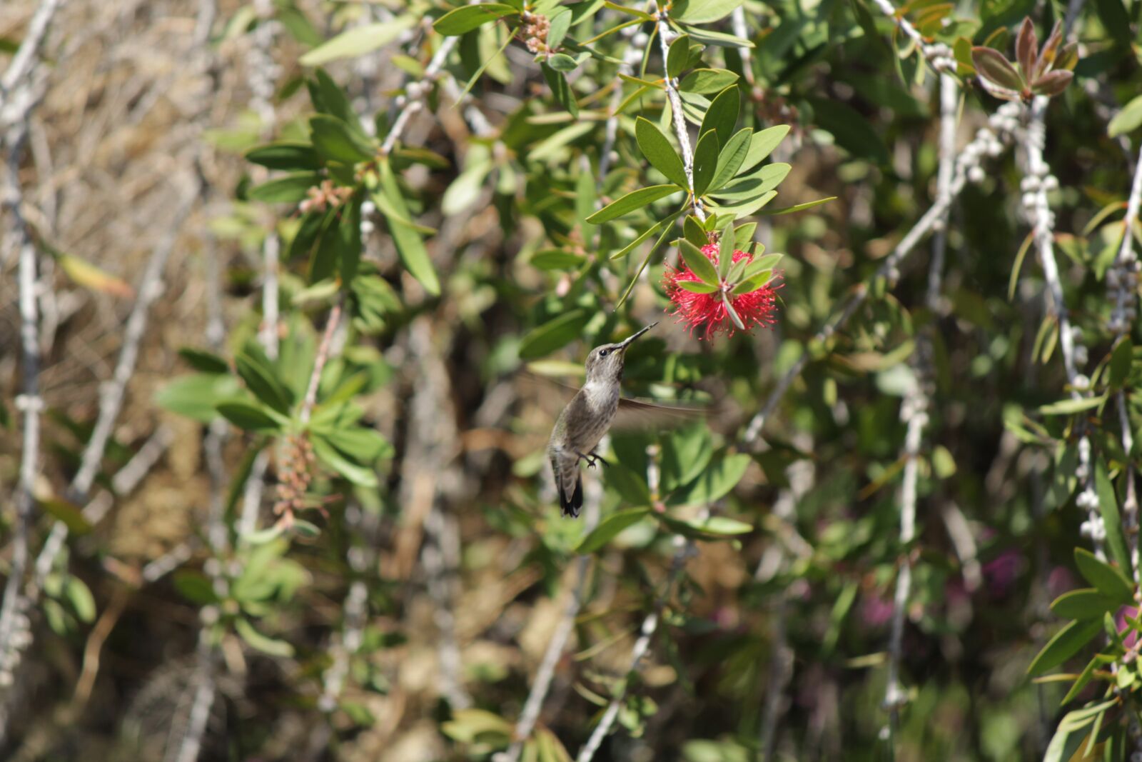 Canon EOS 1300D (EOS Rebel T6 / EOS Kiss X80) + Canon EF-S 55-250mm F4-5.6 IS II sample photo. Humming, bird, bottle brush photography