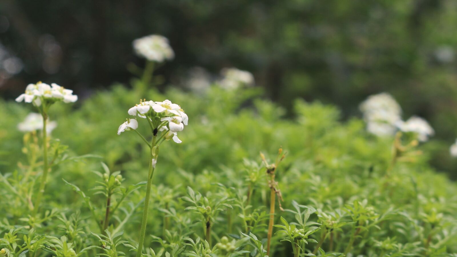 Canon EOS 700D (EOS Rebel T5i / EOS Kiss X7i) sample photo. Spring, flowers, nature photography