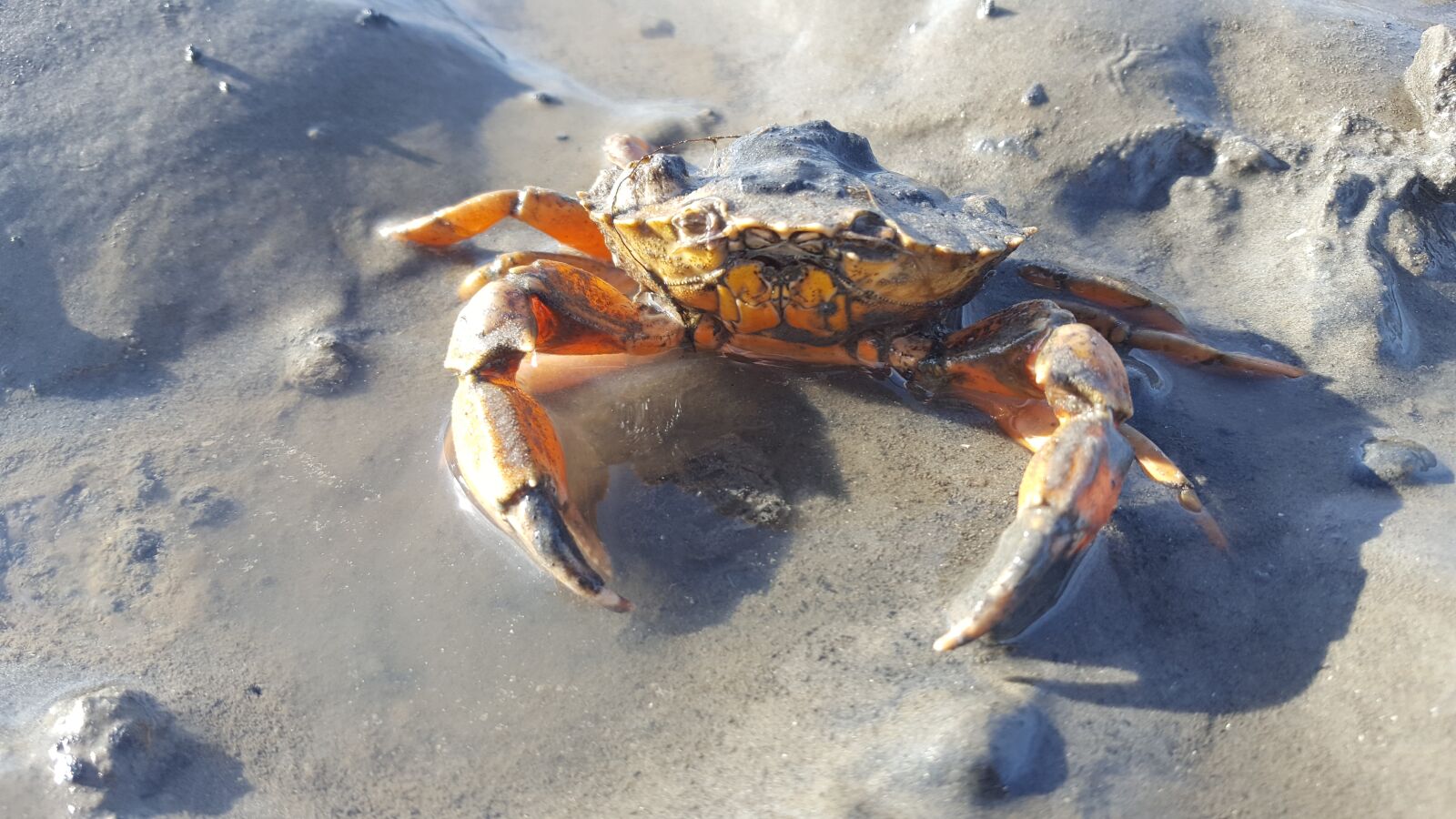 Samsung GALAXY S6 edge sample photo. Nature, wadden sea, north photography