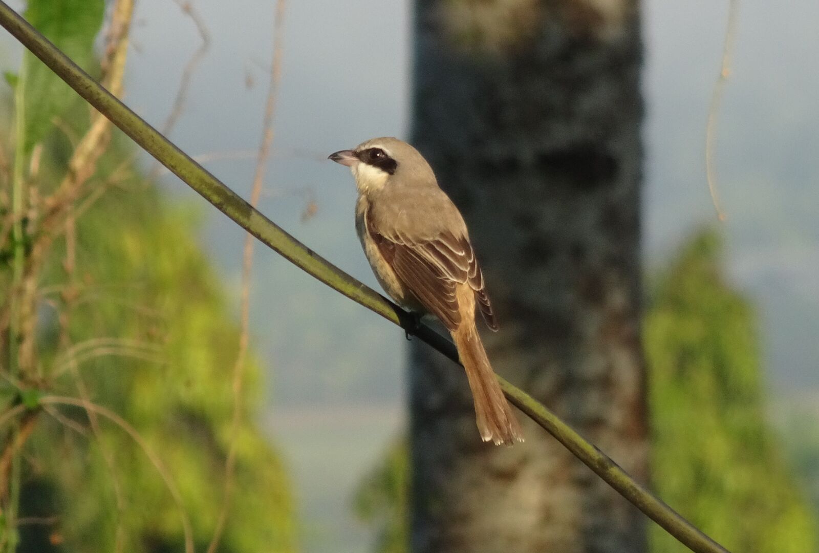 Sony Cyber-shot DSC-HX90V sample photo. Bird, brown shrike, lanius photography