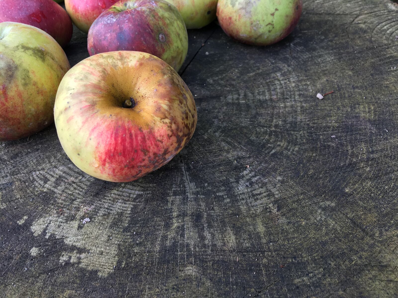 Apple iPhone 6s sample photo. Apples, autumn, tree, trunk photography