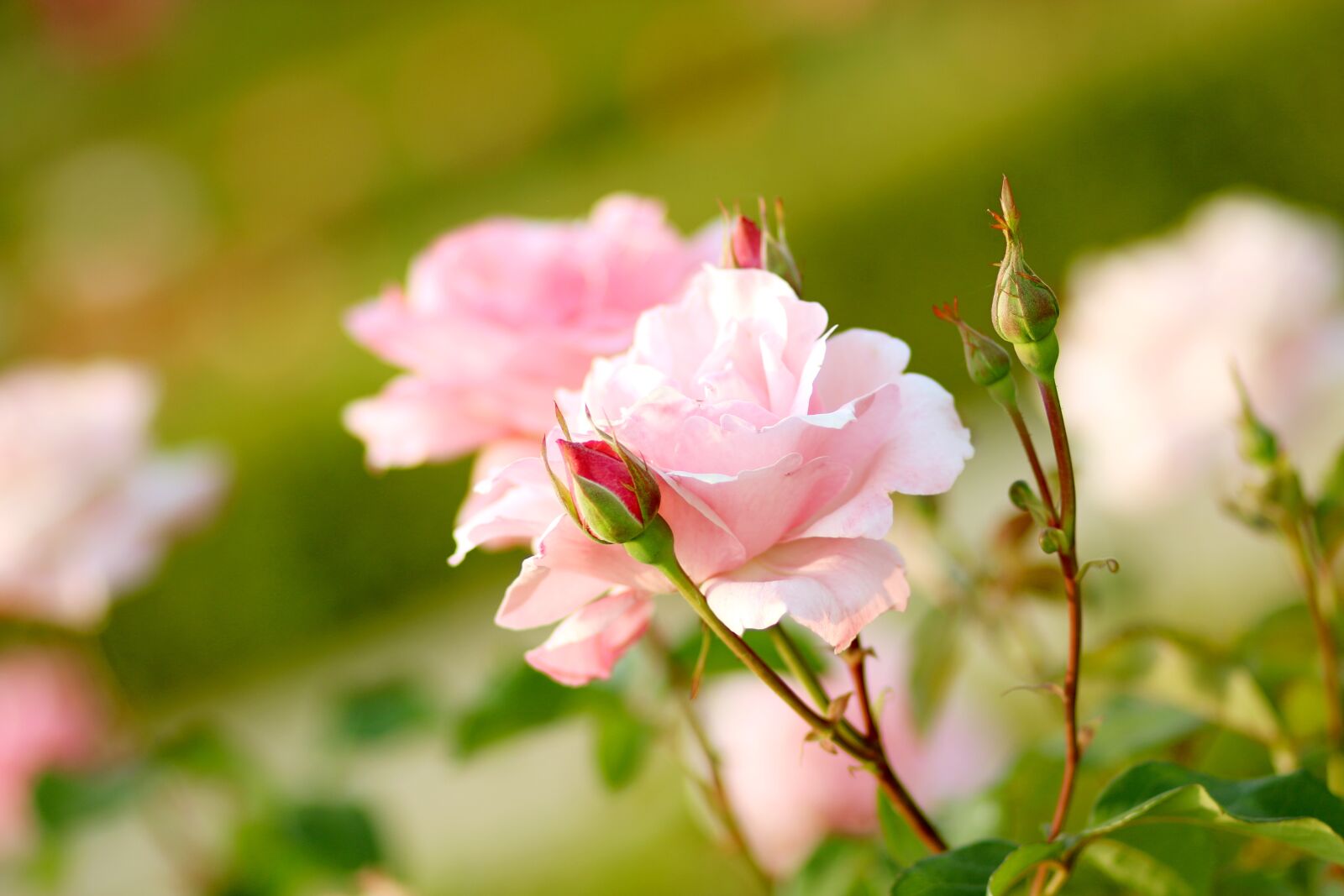 Canon EOS 70D + Canon EF 85mm F1.8 USM sample photo. Rose, pink, flower photography