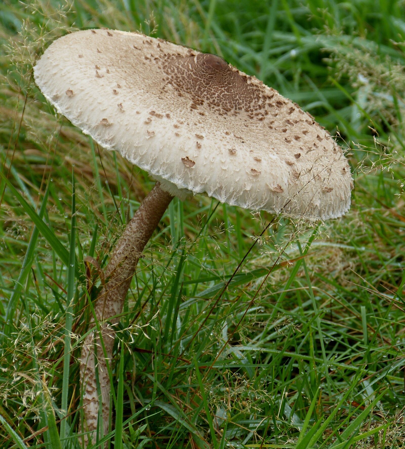 Panasonic Lumix DMC-FZ150 sample photo. Mushroom, parasol, meadow photography