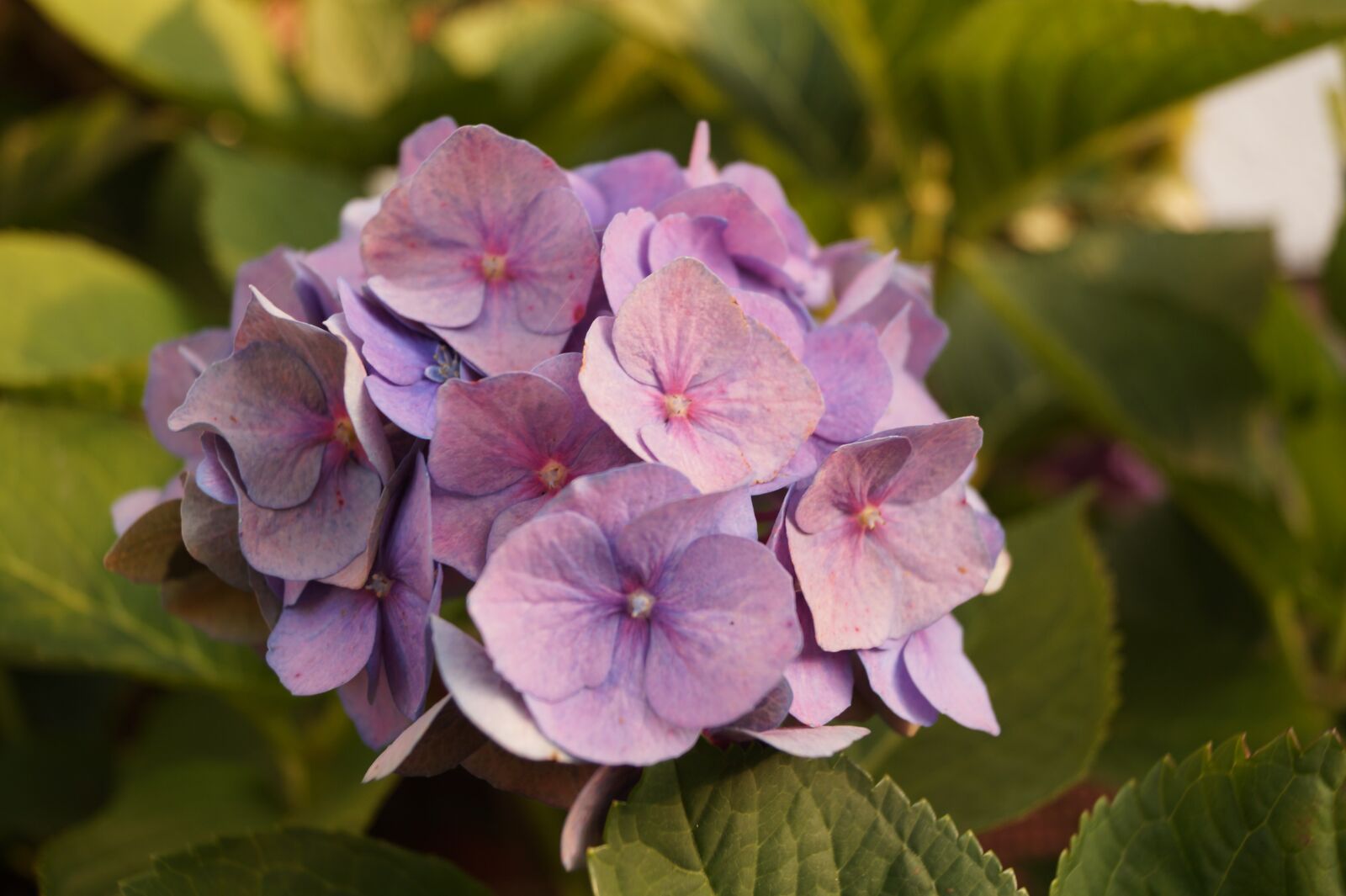 Sony DT 18-55mm F3.5-5.6 SAM II sample photo. Flower, blossom, bloom photography