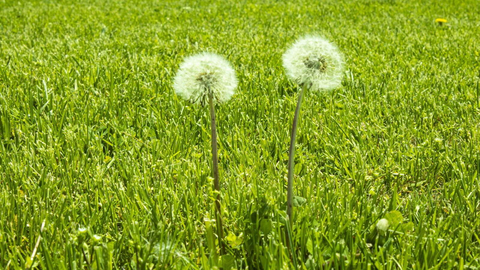 Canon EOS 2000D (EOS Rebel T7 / EOS Kiss X90 / EOS 1500D) + Canon EF-S 18-55mm F3.5-5.6 III sample photo. Dandelions, green grass, landscape photography