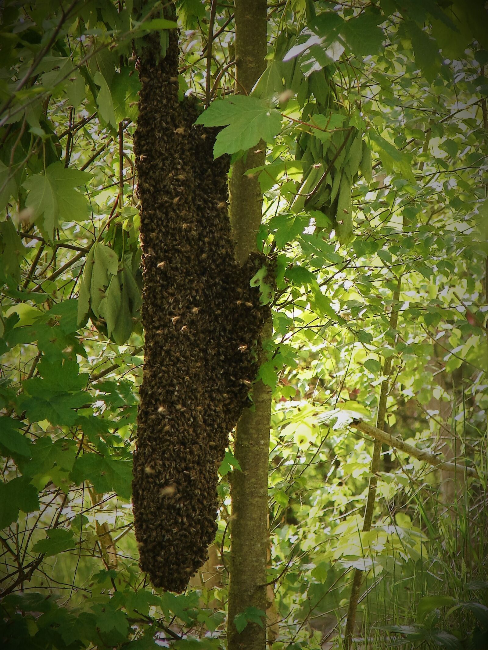 Sony DSC-H1 sample photo. Swarm, the bees, insect photography