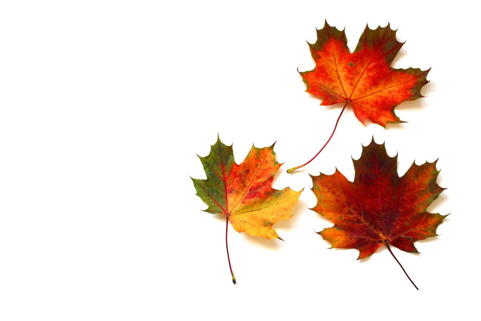 Canon EOS 700D (EOS Rebel T5i / EOS Kiss X7i) sample photo. Leaves, autumn, fall foliage photography