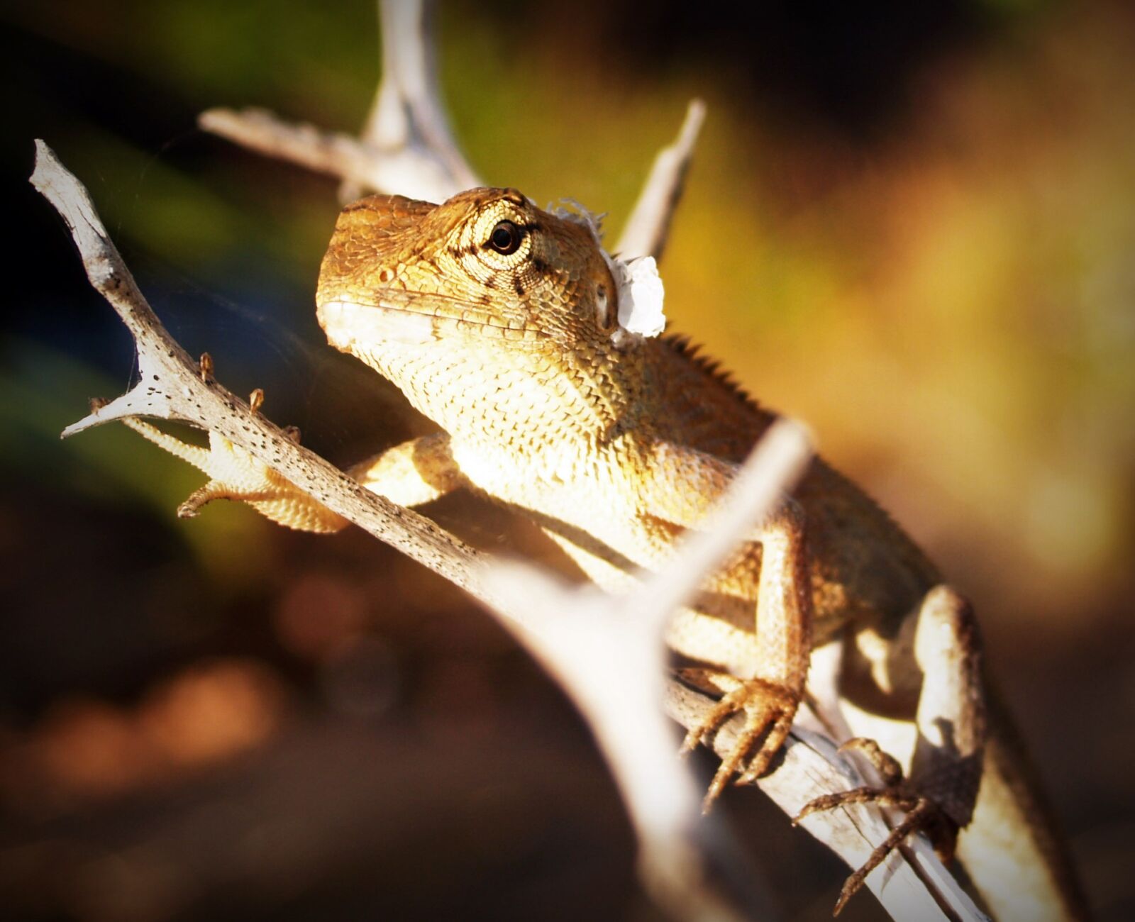 Olympus E-300 (EVOLT E-300) sample photo. Animal, background, biology, camouflage photography