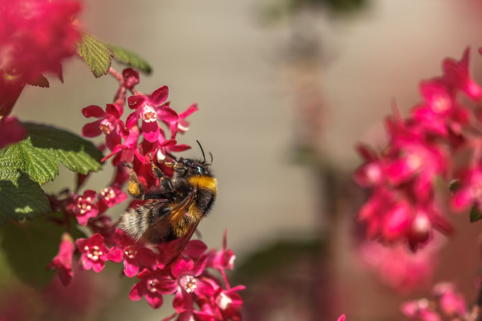 Canon EOS 550D (EOS Rebel T2i / EOS Kiss X4) sample photo. Bee, hummel, wasp photography