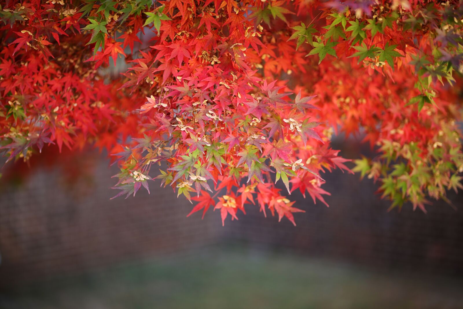 Sigma 85mm F1.4 DG HSM Art sample photo. Autumn leaves, autumn, the photography